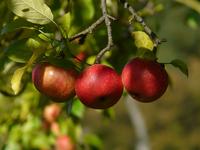 Neuer Onineshop für Original Berliner Cidre – Cidre aus frisch gepflückten Äpfeln