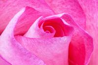 Mädchen würden Pink-Domains registrieren