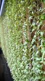 Weltneuheit im Erzgebirge: BOTANIC HORIZON