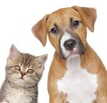 Tierische WG-Mitbewohner: Katzen und Hunde sind die beliebtesten Haustiere in Wohngemeinschaften