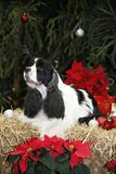 INTERNATIONALE Doppel CACIB AUSSTELLUNG