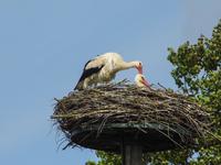 Storchennest in Runow vermietet Storchennest in Runow vermietet