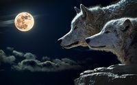 Vom Wolf zum Hund Vom Wolf zum Hund