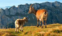 Swiss-Domains: Mehr Schweizer Identität und besseres Ranking