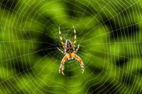 Wieso klebt die Spinne nicht an ihrem Netz?