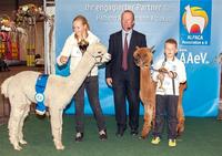 8. Internationale Alpakashow in Erfurt am 24./25.Okt.2015
