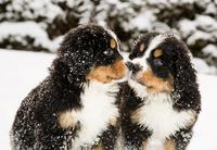 Unterstützen Sie Ihren Hund bei der Vorbereitung auf den Winter!