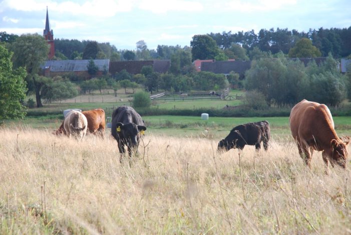 Stockmanship Seminare Stockmanship Seminare