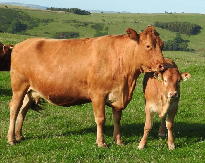 Schreibwettbewerb: Vegan soll Leserherzen erobern