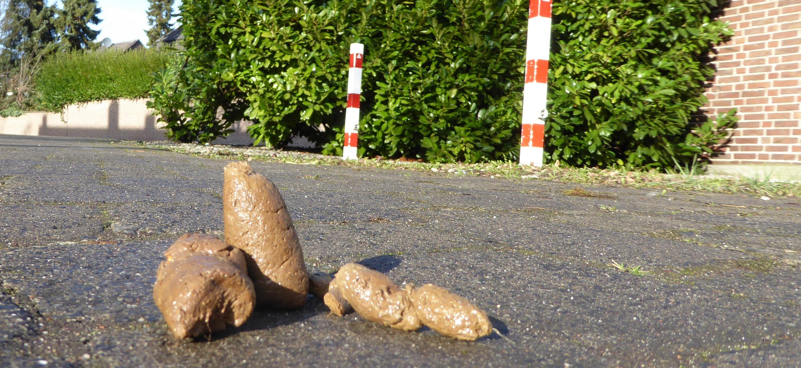 Hundekot in Städten und Gemeinden Hundekot in Städten und Gemeinden