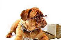 Welche Domain würde Ihr Hund wählen: Pet-Domains, Pets-Domains oder Dog-Domains?