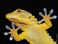 Wie haftet der Gecko ohne Klebstoff?