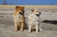Der Eurasier, ein selbstbewusster Individualist.
