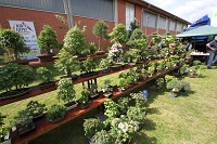 Koi und Bonsai für Jedermann.