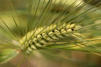 Agrisano umsorgt Kunden mit BSI CRM