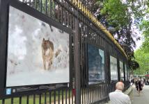 Ein Bayerwald-Wolf auf Streifzug durch Frankreichs Hauptstadt