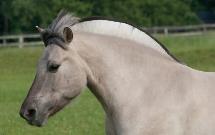 Premiere auf der Grünen Woche 2017: FN-Bundesschau für Fjordhengste – „Falben der Wikinger“ am 28. und 29. Januar in der Tierhalle 25 (FOTO)