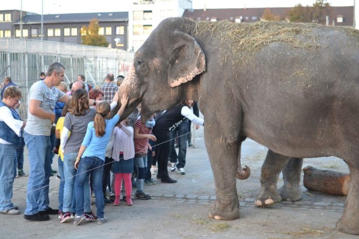 Wildtierverbot für Zirkusgastspiele in Stuttgart – gegen den Trend und die eigene Verwaltung (FOTO)