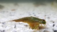 Urzeitkrebse züchten ? Tiere aus der Steinzeit in deinem Aquarium