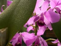 Faszination Orchideen – Ausstellung im Botanischen Garten mit Verkauf und Beratung