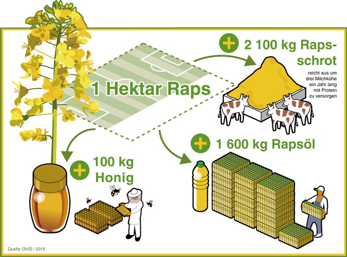 Vielseitigkeit von Raps unterschätzt (FOTO)