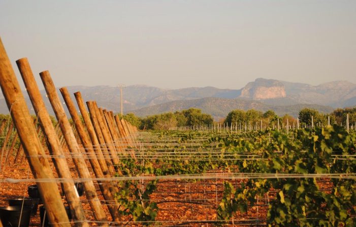 WeinWert® – Rendite im Garten