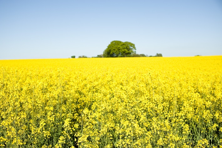 RAPSBLÜTE 2017 – Deutschlands bedeutendste Öl- und Eiweißpflanze sorgt wieder für blühende Landschaften (FOTO)