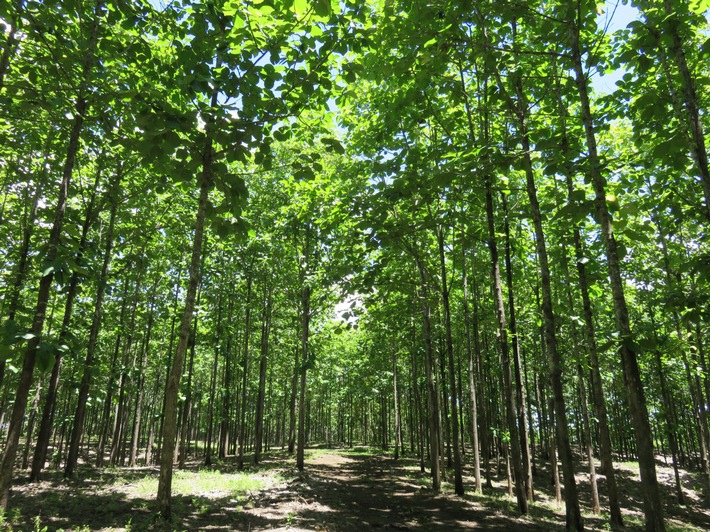 Life Forestry Group: Sind Nachhaltigkeit und Rendite vereinbar? (FOTO)
