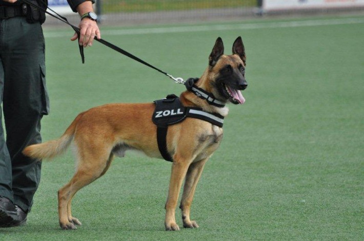 Zollhunde im Test/Leistungsüberprüfung für Zollhunde in Pirna (FOTO)