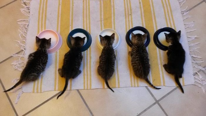 Bund Deutscher Tierfreunde fordert zum Welttierschutztag Kastrationspflicht für Katzen