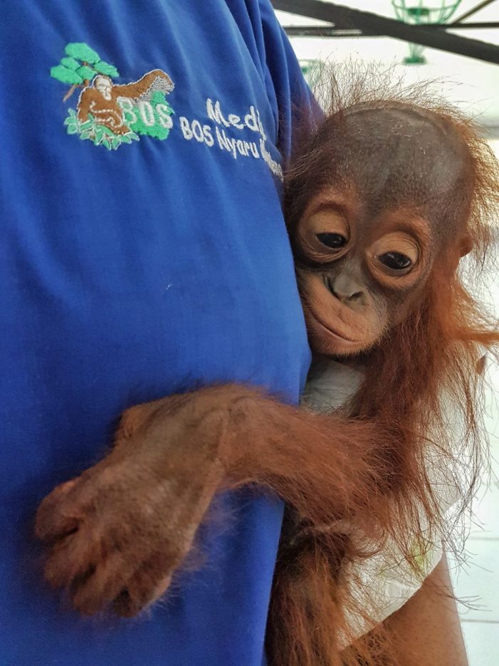 Zwei Orang-Utan-Babys in nur zwei Tagen aus Gefangenschaft befreit