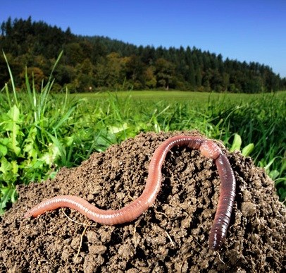 Glyphosat-Studie: Schädigung von Regenwürmern belegt!