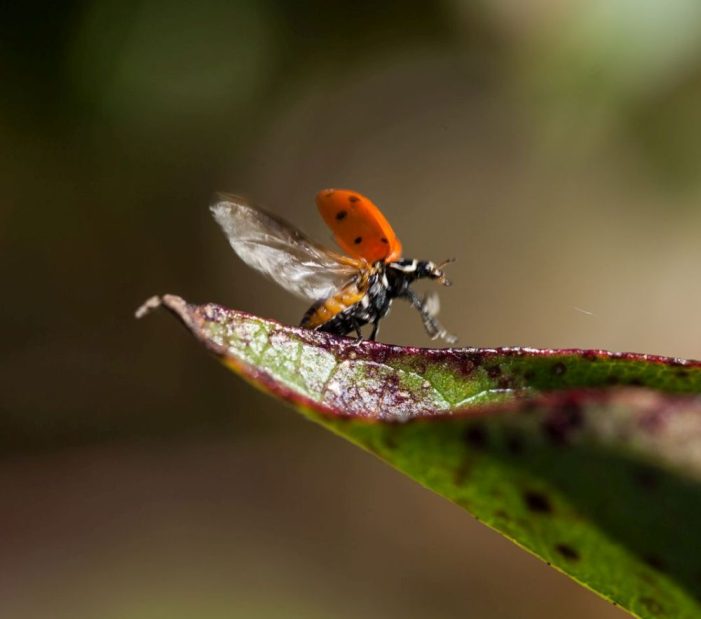 Die biologische Vielfalt bewahren
