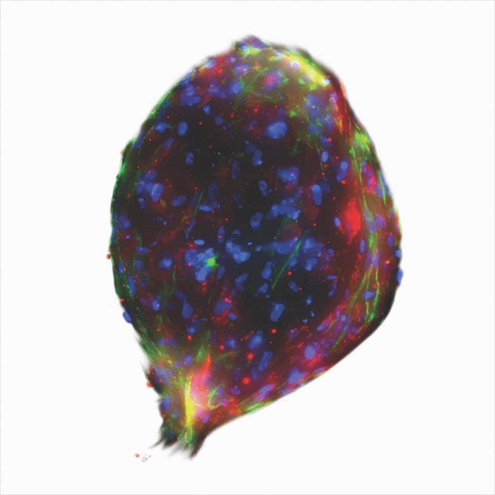 3D-Zellkultur-Technologie: Greiner Bio-One übernimmt Anteile von Nano3D Biosciences