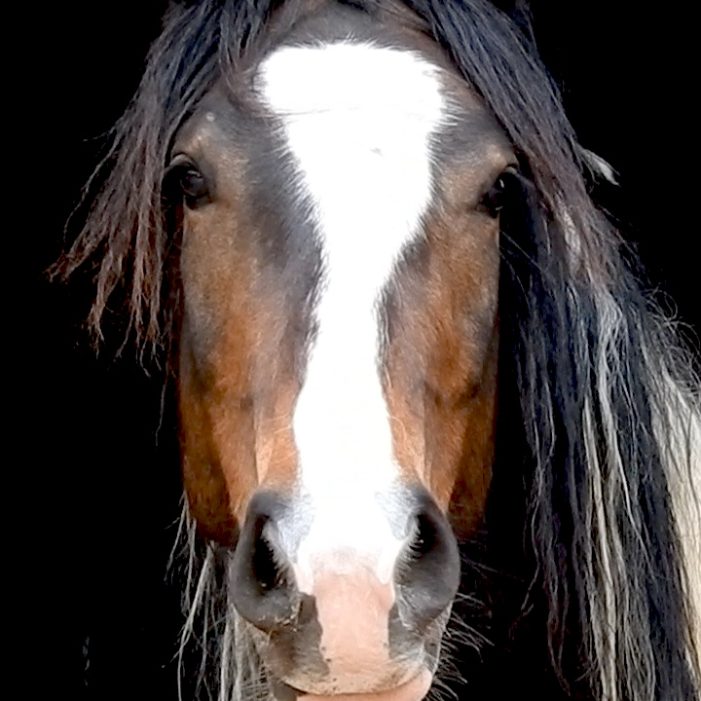 HorseDream. Ein unglaubliches Lernerlebnis. HorseDream. Ein unglaubliches Lernerlebnis.