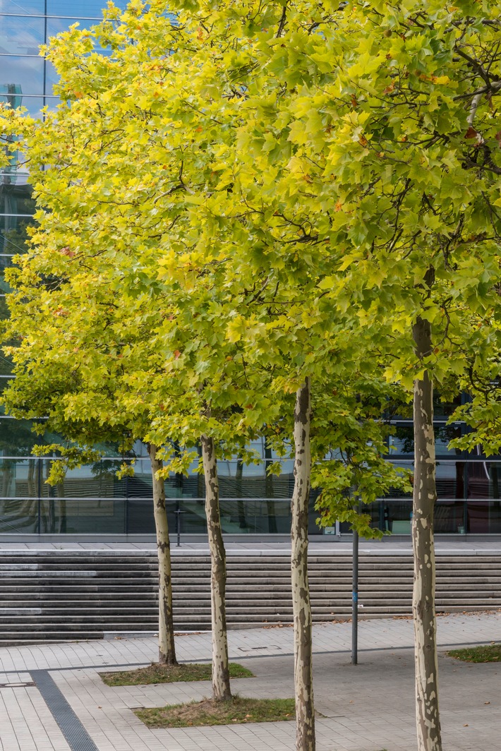 Leere Baumscheiben konsequent bepflanzen – BdB fordert 500.000 neue Stadtbäume (FOTO)