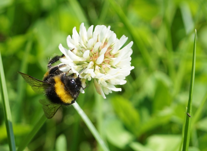 biovis agrar GmbH willÖko-Landwirten verlässlicher Partner sein (FOTO)