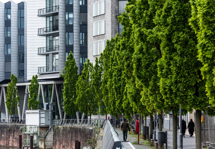 Große Bäume braucht die Stadt! Nachpflanzungen im urbanen Raum (FOTO)