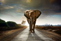 Exploration angelaufen: Barrick Gold beeindruckt von Qualität der Tembo-Lizenzen