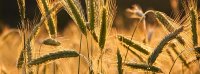 Zeichnungsstart der neuen Katjes Greenfood-Anleihe 2022/27 (A30V3F)