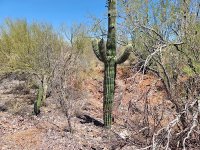 Gold und Silber: Tocvan Ventures vor potenziell transformativem Jahr in Mexiko! Gold und Silber: Tocvan Ventures vor potenziell transformativem Jahr in Mexiko!