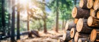 Einkommensteuer auf Holzerlöse: Wann sich die Steuer halbiert