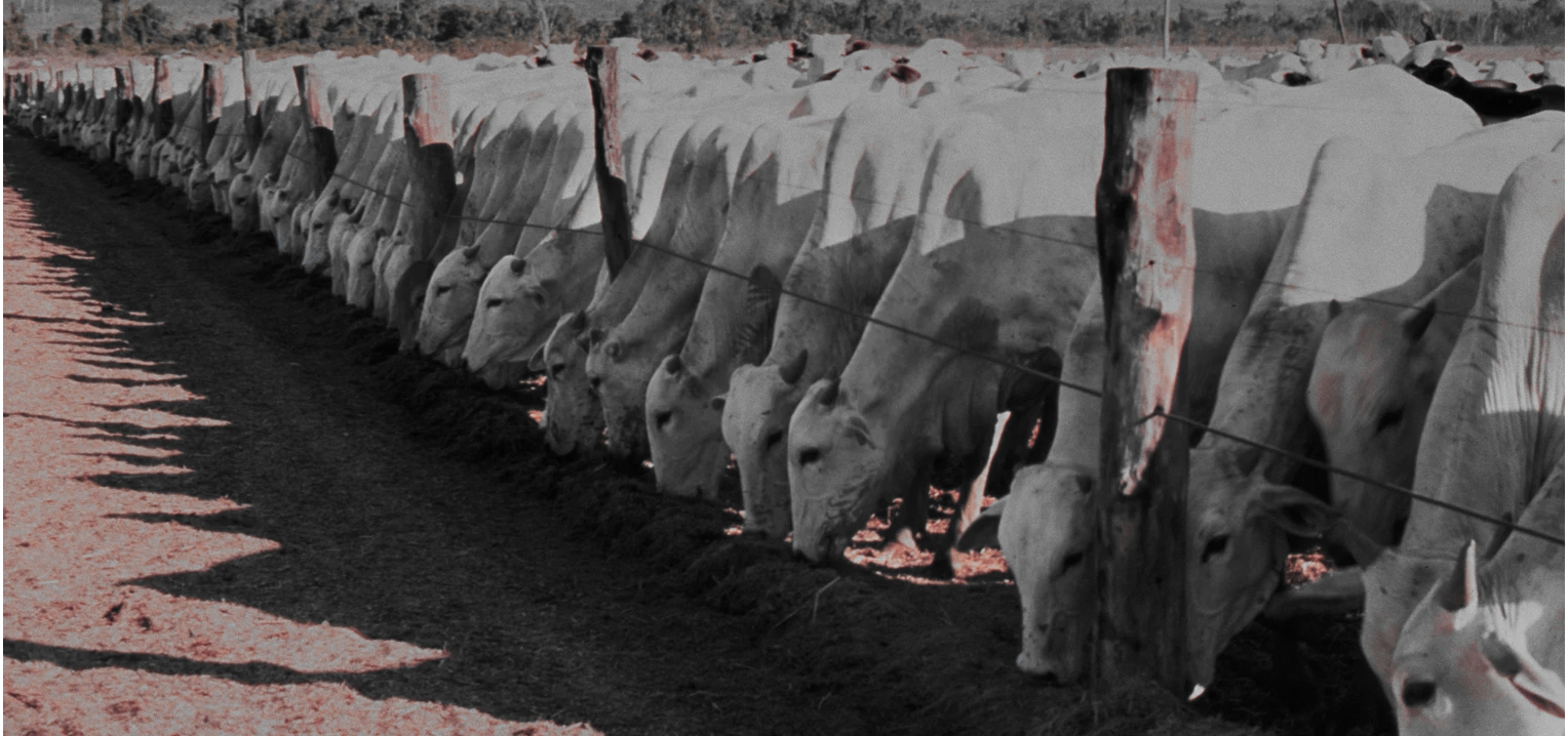 Berkshire RMG S.A. – neue Übernahme von  Mega – Fazendas Berkshire RMG S.A. – neue Übernahme von  Mega – Fazendas