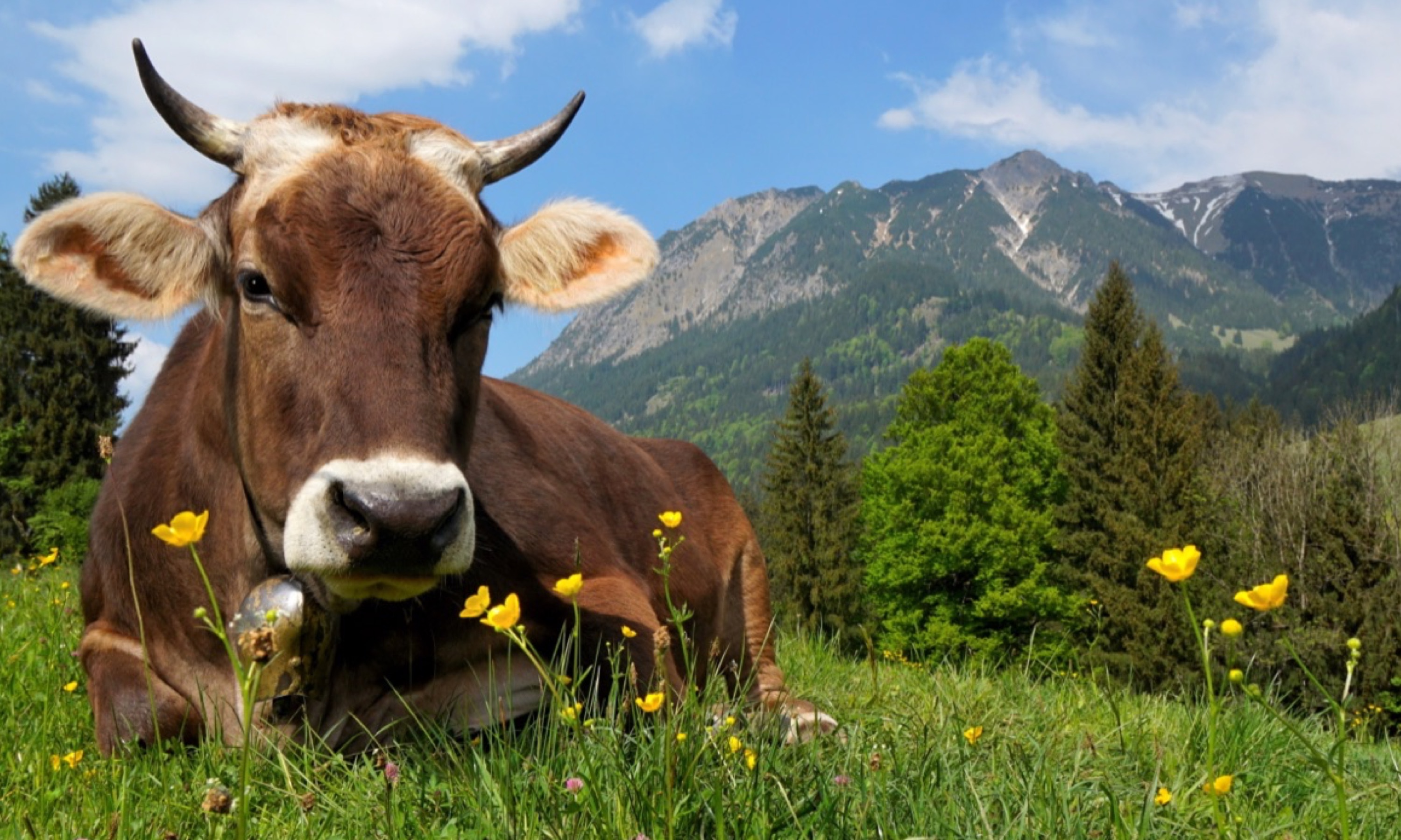 Die aktuellen Leistungen der Milchwirtschaft  und anzustrebende Ziele