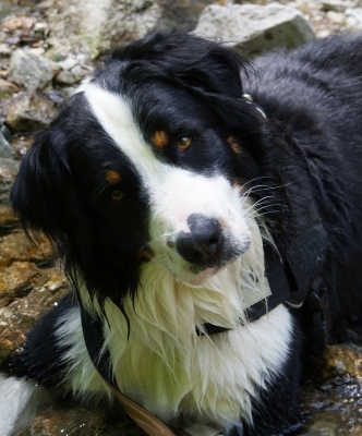 Spezialist in Sachen Hundeversicherung – die IAK GmbH