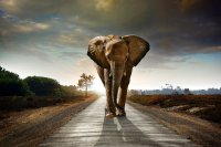 Tembo Gold geht nächsten Schritt in Transformation zum Goldproduzenten