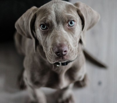 FFTIN Tierheimsponsoring: Wie findet man im Tierheim den passenden Hund?