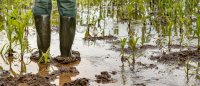 Außergewöhnliche Wetterereignisse: So erhalten Landwirte Unterstützung