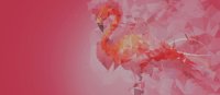 Golang, Development Frameworks und Flamingo Golang, Development Frameworks und Flamingo