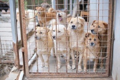FFTIN Tierheimsponsoring: Nachhaltige Unterstützung für Tierheime in Not